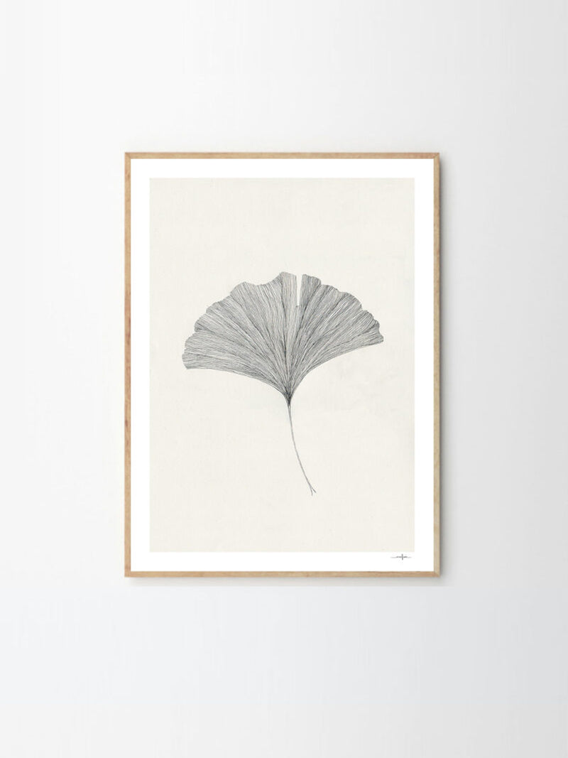 Ginkgo Leaf Framed Print - 500mm x 700mm